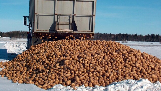 P.E.I. potatoes are being dumped in the snow by a truck prior to being destroyed. 