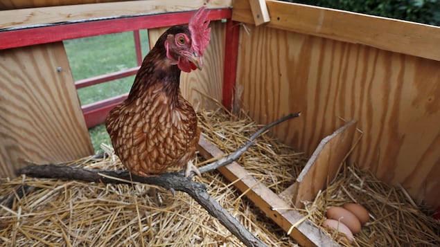 Une poule est perchée à l'intérieur d'un poulailler, au-dessus d'un nid contenant trois oeufs. 