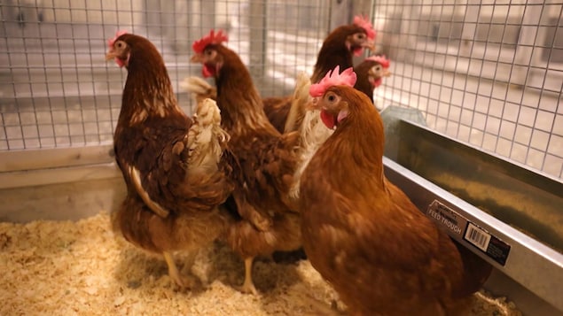 Des poules d'élevages dans une cage 