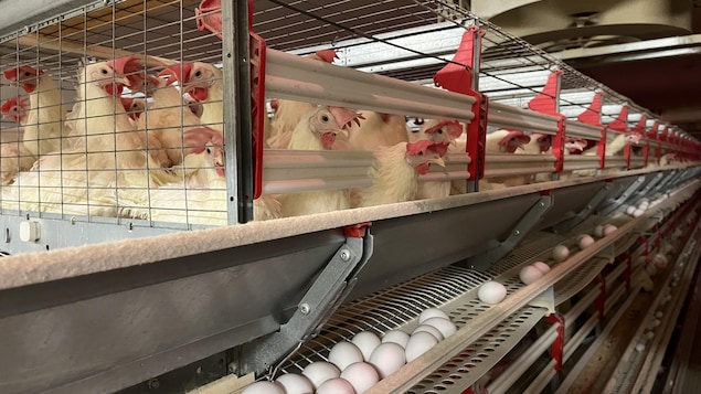 Des poules pondent des oeufs dans une ferme. Les oeufs glissent pour être à portée de main.