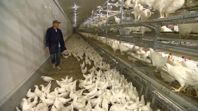 Un fermier déambule dansun poulailler où les poules sont en liberté. Un fermier déambule dansun poulailler où les poules sont en liberté.