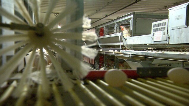 À l'avant-plan, le système automatisé qui recueille les oeufs, et en arrière-plan, une poule dans une cage. À l'avant-plan, le système automatisé qui recueille les oeufs, et en arrière-plan, une poule dans une cage.