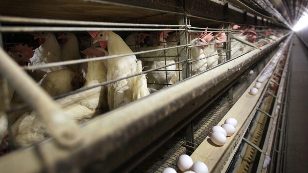 La grippe aviaire détectée dans une troisième ferme ontarienne