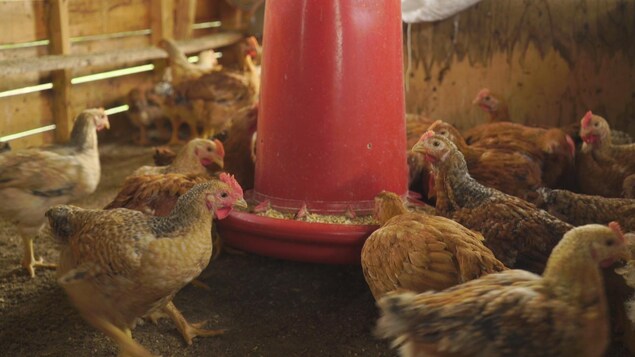 Une vingtaine de poules mangent des grains Une vingtaine de poules mangent des grains
