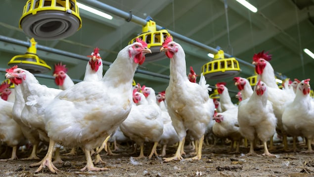 Des poulets dans un poulailler Des poulets dans un poulailler