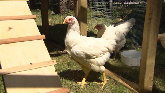 Des poules urbaines dans leur enclos