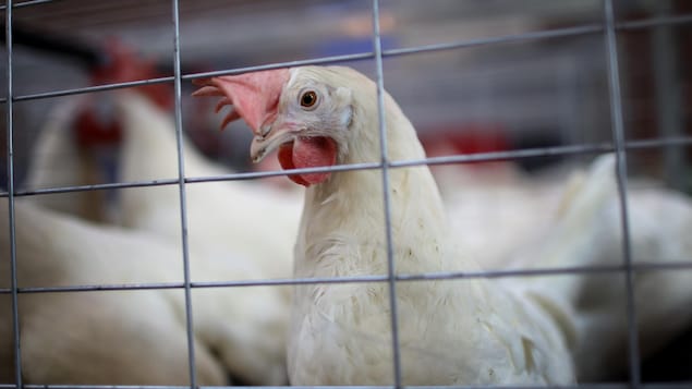 Des exploitations de la province parmi les plus touchées par la grippe aviaire au Canada