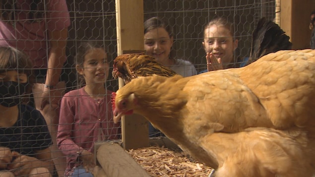 Des enfants observent les poulets installés dans la cour de leur école de North Vancouver.
