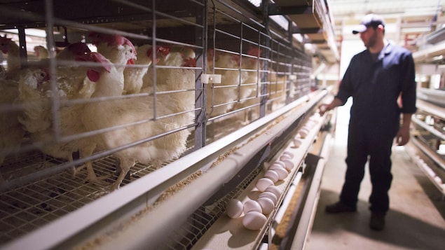 Des poules pondeuses, des oeufs et un fermier Des poules pondeuses, des oeufs et un fermier