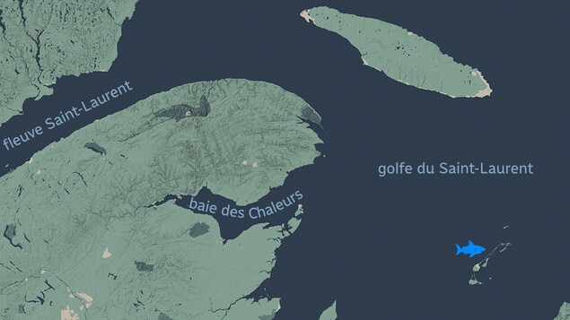 Une carte de l'emplacement de la détection du requin.