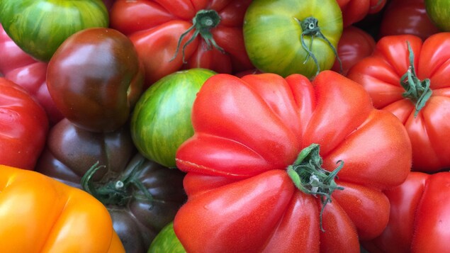 Différentes variétés de tomates au marché fermier du centre-ville de Vancouver