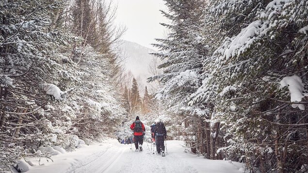 Des personnes skient en forêt.