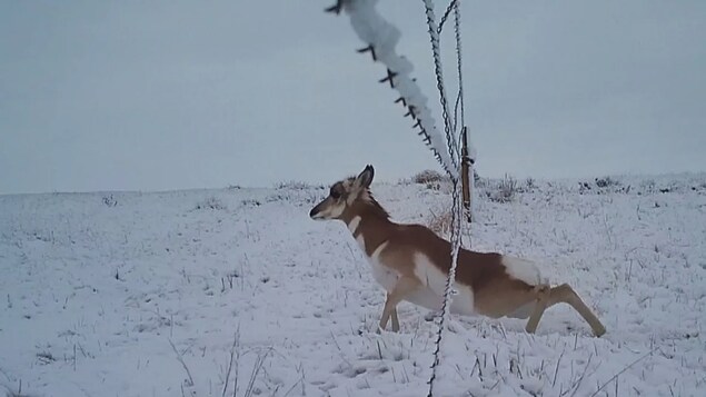 Des clôtures modifiées aident à protéger l’antilocapre de l’Alberta