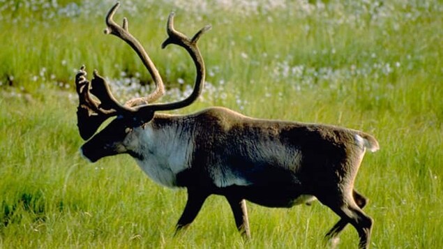 L’Alberta dévoile sa stratégie pour deux troupeaux de caribous menacés