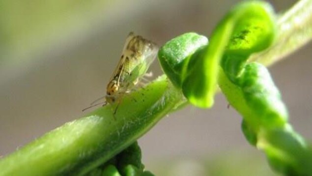 Sur une feuille d'arbre verte, se trouve un petit insecte avec des ailes transparentes, un corps vert et une tête comportant des marques jaunes et noires.