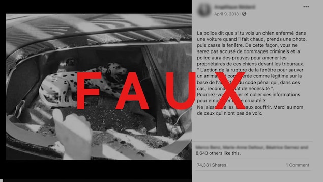 Il y a un chien dans une automobile et la vitre est brisée.