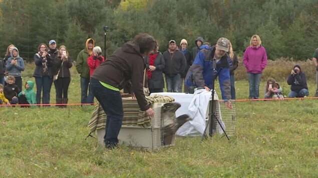 Deux boîtes sont ouvertes. Un aigle s'y échappe. Quelques dizaines de personnes regardent et sont prêtes à prendre les oiseaux en photo. Deux boîtes sont ouvertes. Un aigle s'y échappe. Quelques dizaines de personnes regardent et sont prêtes à prendre les oiseaux en photo.