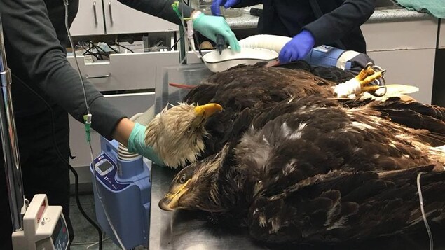 Deux aigles sont sur une table en métal et sont entourés d'équipement médical. Deux personnes ont l'air de les traiter. 