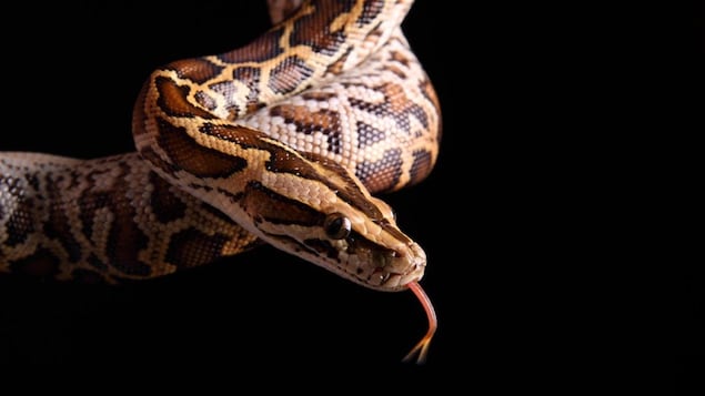 Même sans oreilles, les serpents entendent les sons aériens