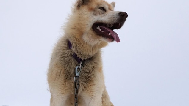 Le mot en inuktitut « qimmiq » et sa traduction chien de traîneau au singulier écrit sur une photo de chien de traîneau sur la banquise près de Resolute Bay, au nord du Nunavut, en juin 2022.