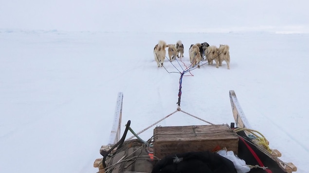 Le mot en inuktitut « qimuksiq » et sa traduction attelage de chiens de traîneau écrit sur une photo de Devon Manik avec ses chiens de traîneau, au mois de juin à Resolute Bay, dans le nord du Nunavut.
