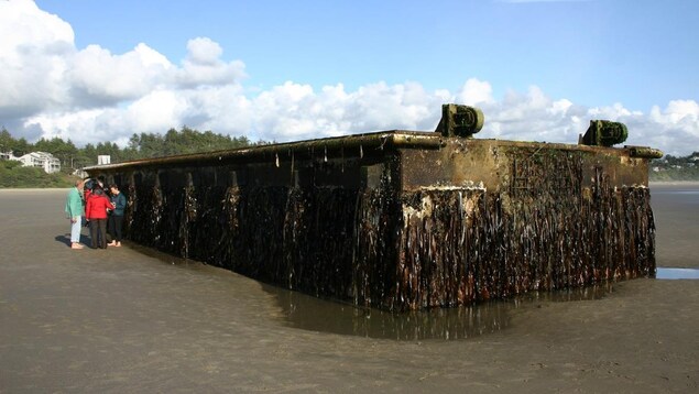 Un quai japonais couvert d'espèces marines échoué sur la côte de l'Oregon Un quai japonais couvert d'espèces marines échoué sur la côte de l'Oregon