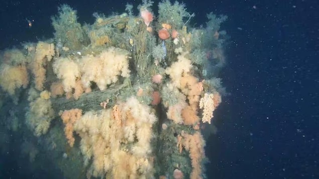 Mer du Labrador : les premières images d’une épave historique dévoilées