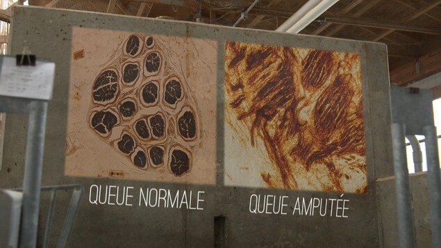 Queue de veau normale et queue de veau amputée Queue de veau normale et queue de veau amputée