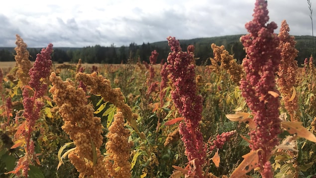 Un champ de quinoa à Sainte-Florence
