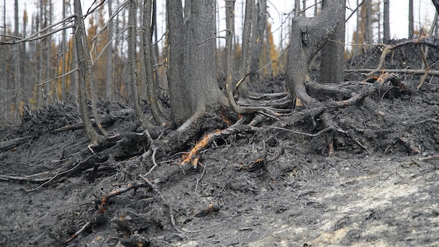 On voit des racines d'arbres calcinées par un incendie forestier. On voit des racines d'arbres calcinées par un incendie forestier.