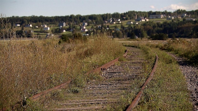 La végétation pousse dans un tronçon de chemin de fer.