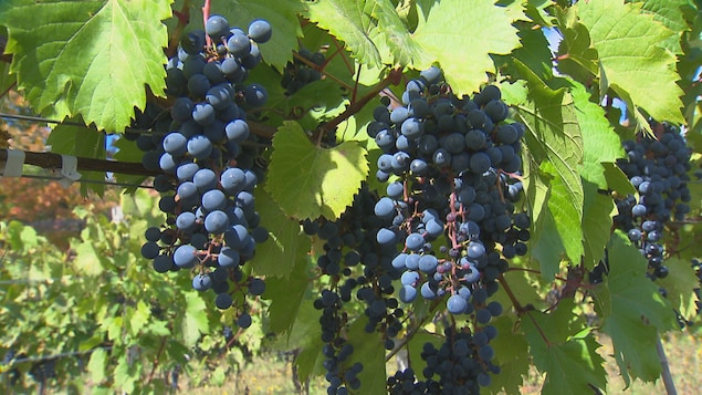 La Halte des pèlerins fait appel à des bénévoles pour les vendanges