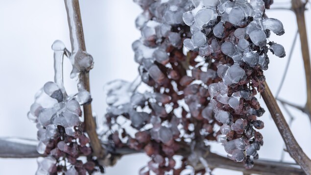 Les vignobles en Nouvelle-Écosse se remettront difficilement du froid extrême