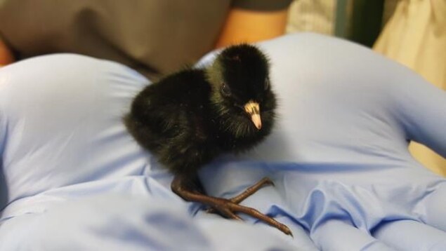 Ce petit râle de Virginie séjourne à l'hôpital de l'Association Wildlife Rescue