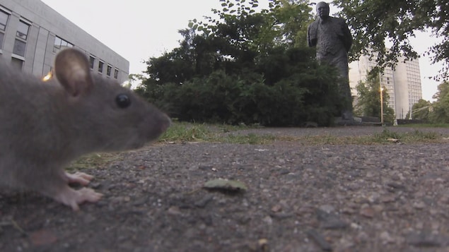 Des résidents de Moncton aux prises avec des problèmes de rats