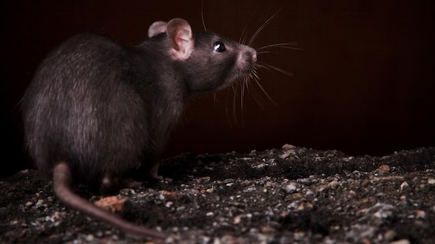 Un rat se trouve au sol, sur de la terre, et regarde vers le haut.