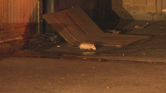 Des résidents d’Ottawa demandent d’agir contre des rats à l’extérieur d’un Tim Hortons