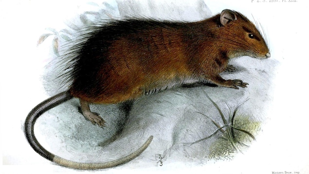 Ressusciter l’humble Rattus macleari avant l’immense mammouth