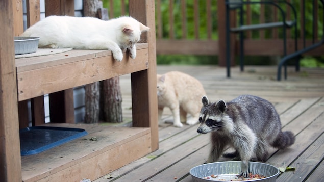 Un deuxième chat atteint de la rage en Montérégie, Santé Québec recommande la vigilance