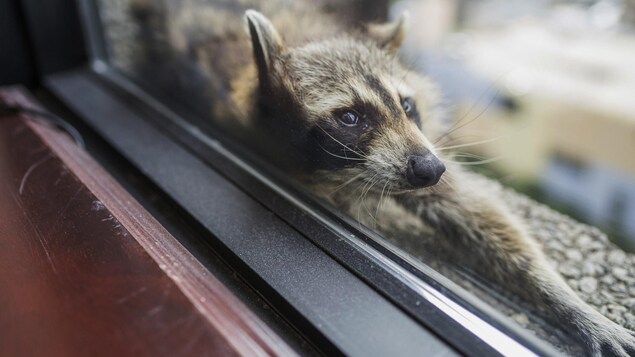 L'animal se colle contre une ville en s'étirant. L'animal se colle contre une ville en s'étirant.