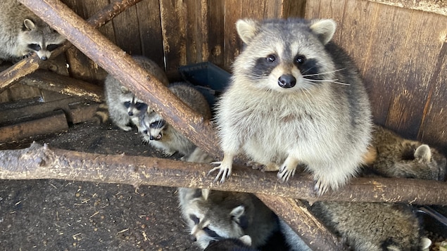 Des animaux sauvages aux petits oignons dans un refuge de Matane