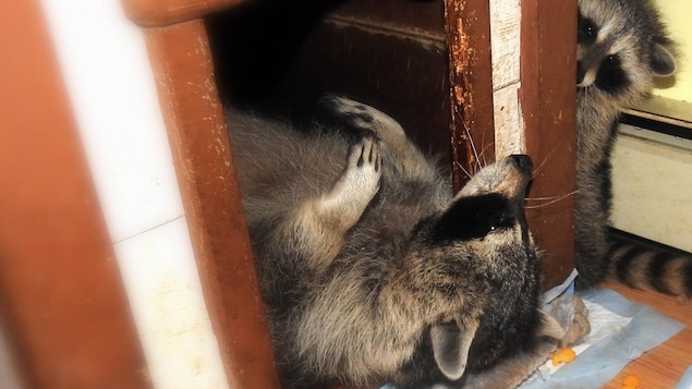 L'un des ratons laveurs est couchés sur le dos dans une niche et l'autre l'observe à l'extérieur. L'un des ratons laveurs est couchés sur le dos dans une niche et l'autre l'observe à l'extérieur.