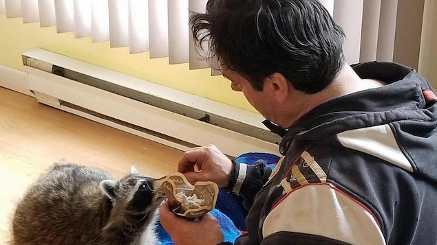 L'homme donne un morceau de gâteau à l'animal L'homme donne un morceau de gâteau à l'animal