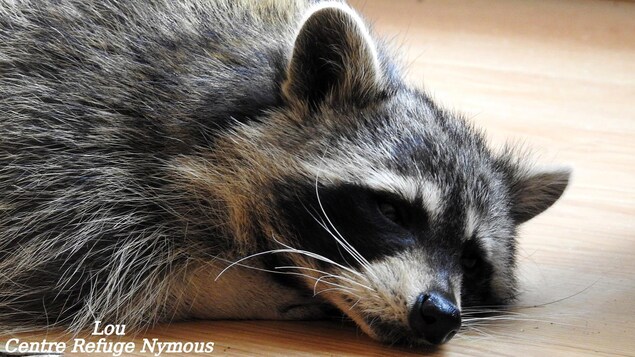 L'animal est coucher par terre.