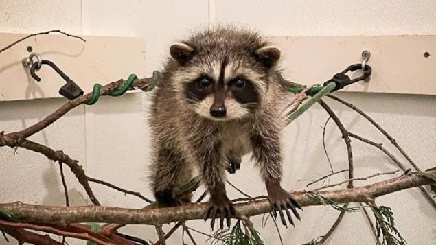 Un bébé raton laveur sur une branche de cedre, à l'intérieur.