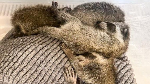 Des bébés ratons laveurs en train de dormir sur une couverte.