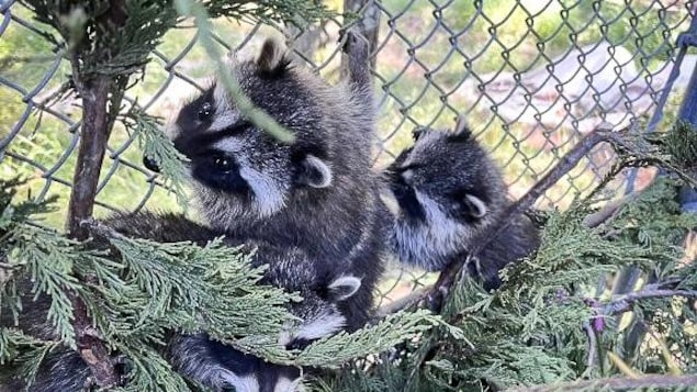Des ratons laveurs dans un enclos, sur des branches de cèdres.
