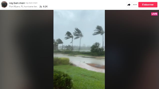 Des palmiers sont recourbés par des rafales, sur une vidéo en direct publiée sur TikTok. 