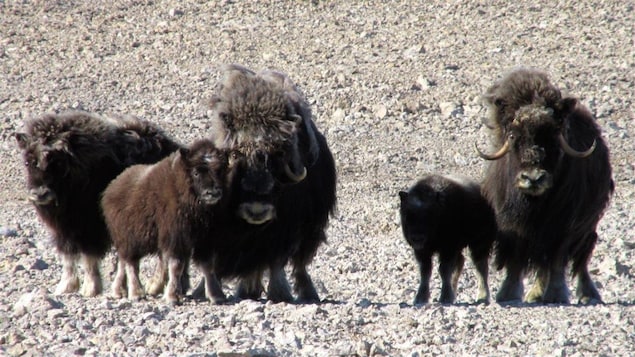 Une famille de boeufs musqués sur l'île Cornwallis, Nunavut.