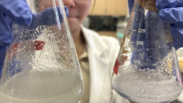 Des bactéries génétiquement modifiées pour digérer nos déchets plastiques